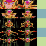 7_IodeSchilla001.png